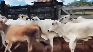 vida de gado