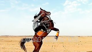 #best#horse#2023#best#dance#of#world2023