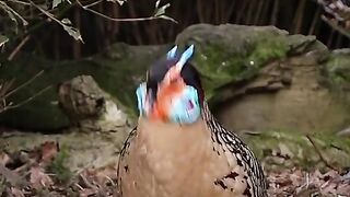 Amazing Bard