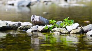 Water Sounds for Sleep or Focus