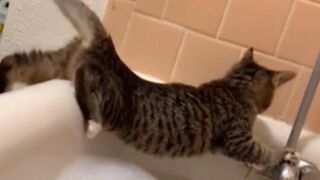 Try not to LAUGH part.2