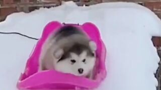Try not to LAUGH part. 3