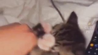 Cute cats 7