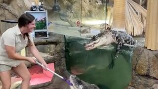 Wild animals
