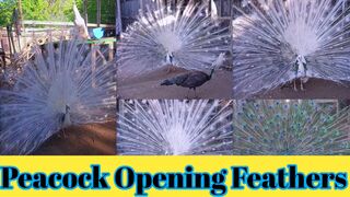 Peacock Opening Feathers white and green Peacock