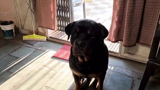 My dog is trying to irritat anshu || the rott best video | funny dog videos. 2