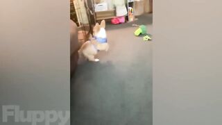 Funniest DOG Compilation on Youtube! ???? Cutest Dogs Ever! ????