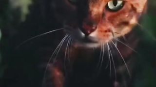 beautiful cat 2