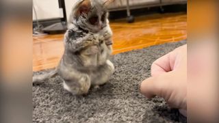 Funky Pets with Funny