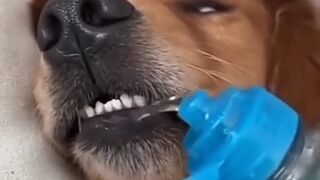 very funny cat and dogs compilation