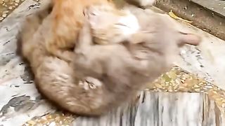 Cat Fight Compilation Video | 4K 2