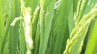 Rice field