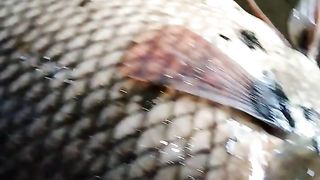 Giant fish