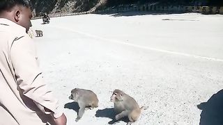 Brown mondy / funy monkey video/funny movie