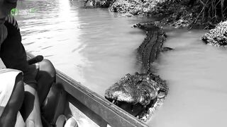 This Man Saved A Crocodile From Dying. Years Later, The Unexpected Happened
