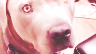 Cat and dog 4