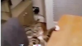 Cute cats 8