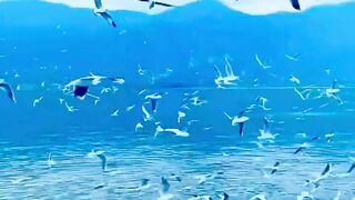 Nature, Birds, Sea, Sky | follow