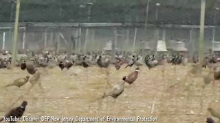 Ten Most Beautiful Pheasants In The World