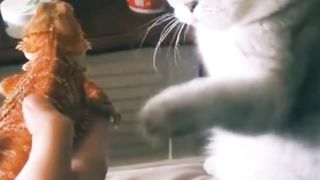 funniest animals video 2023 #short #viral #views