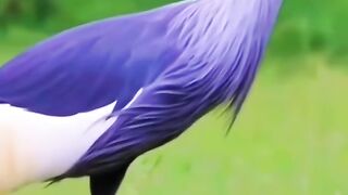 Beautiful Bard 2