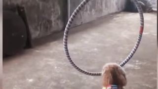 Funiest Animals video.. Funny pets #viral #funny #viewd