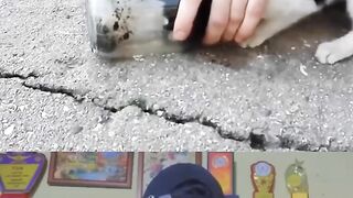 WOW! These animal rescuers are true champions of the animal kingdom