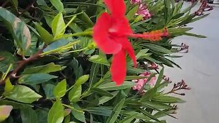 Beautiful flowers ????????