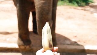 Elephant ????