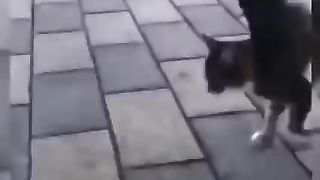 Super Funny Cat