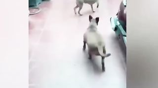 Funny Animal