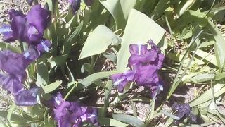 Квіти 26