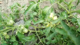 Tomatoes plants