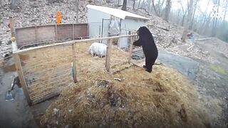 Une caméra filme l’ours grimpant dans l’enclos