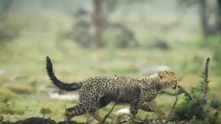 Animals fun