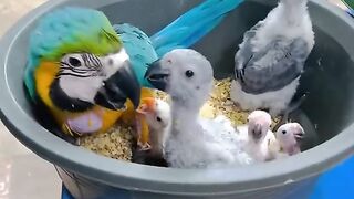 Cute parrots