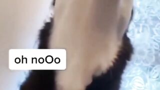 Compilation BEST OF FUNNY super cute ANIMAL PETS VIDEOS 22 - Ultra Short Funny Videos #shorts.