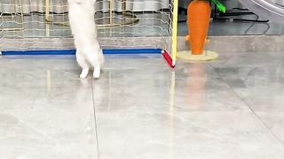 Kucing pintar 2