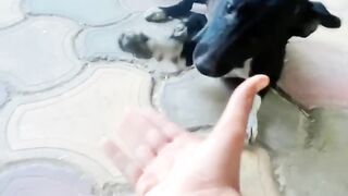 A dog with high intelligence has advanced cognitive abilities and can perform complex tasks, such as problem-solving and obedience training.