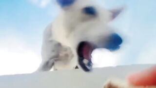 A cute dog is one that has physical or behavioral traits that elicit affection and endearment.