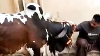 Dangerous Bull ???? Running Funny Video Best Video 2k23