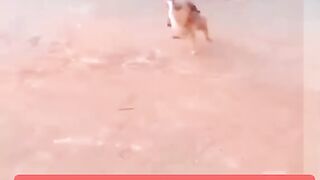 Funny video 749
