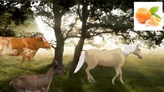 funny animle
