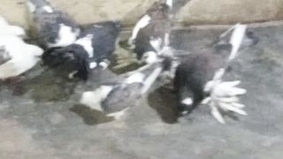 بہترین نسل کے کبوتر