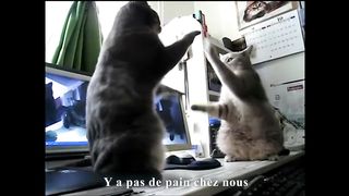 DANSONS LA CAPUCINE - PAROLE DE CHAT