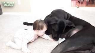 Bébés mignons Jouer avec grands chiens Compilation Janvier 2015