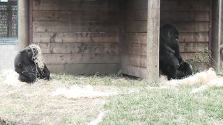 Grumpy Silverback Gorilla deals with super annoying son