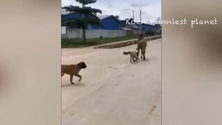 Best Funniest Animals Videos ???? - Funny Dogs And Cats Videos 2023???? #6