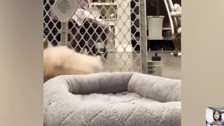 YOU LAUGH YOU LOSE! ???? Funny Animal Videos 2023