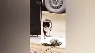 Try Not To Laugh Challenge ???? - Best Funny Dogs And Cats Videos???? #11